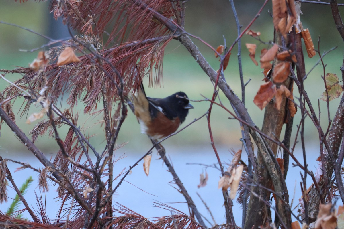 Eastern Towhee - ML625097890