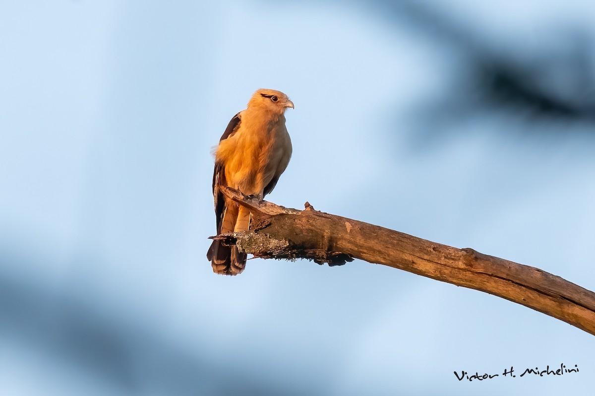 Yellow-headed Caracara - ML625097905