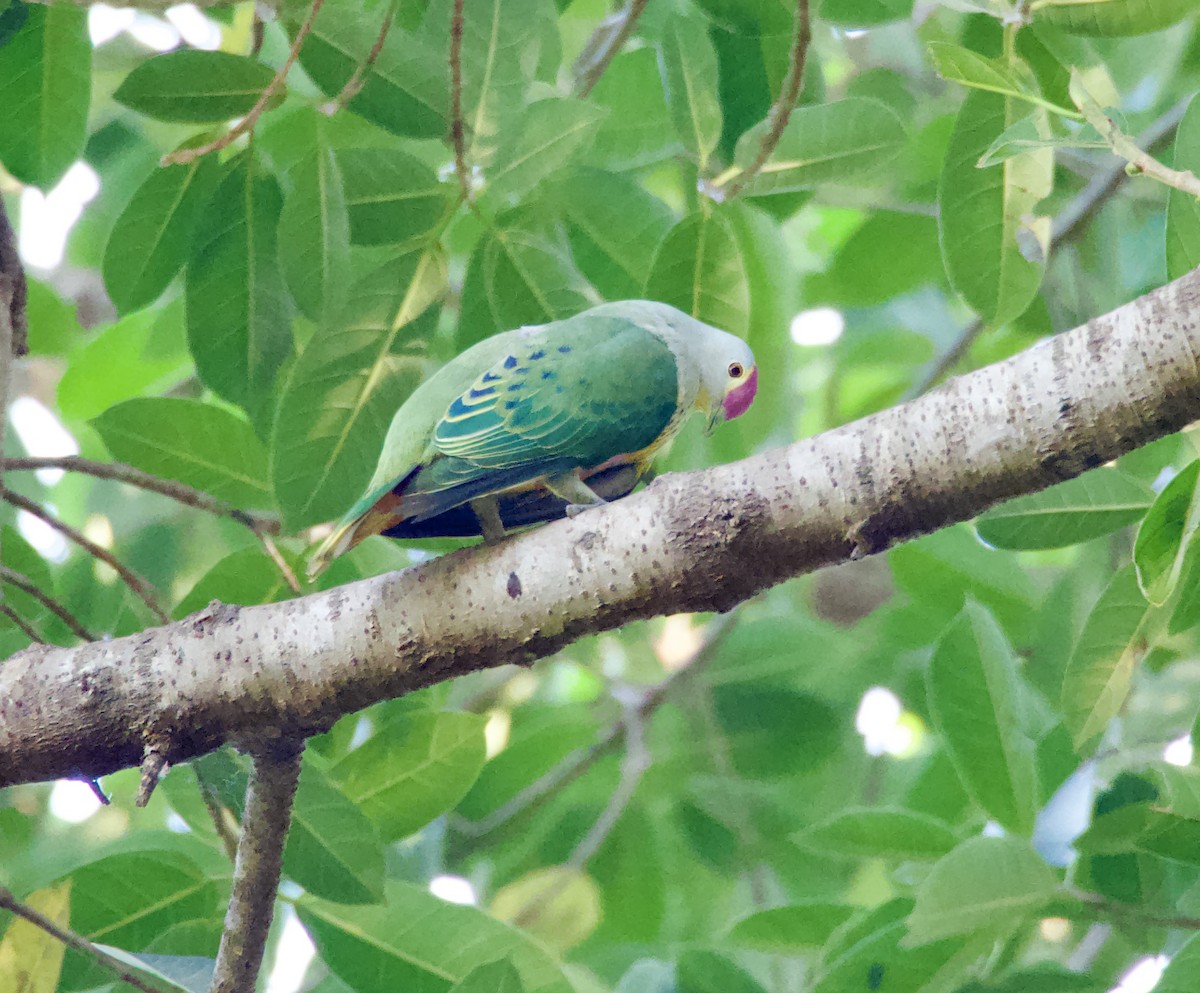 Rose-crowned Fruit-Dove - ML625097939