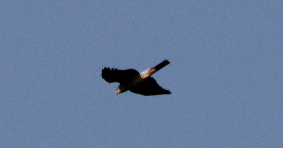 Sharp-shinned Hawk - ML625097955