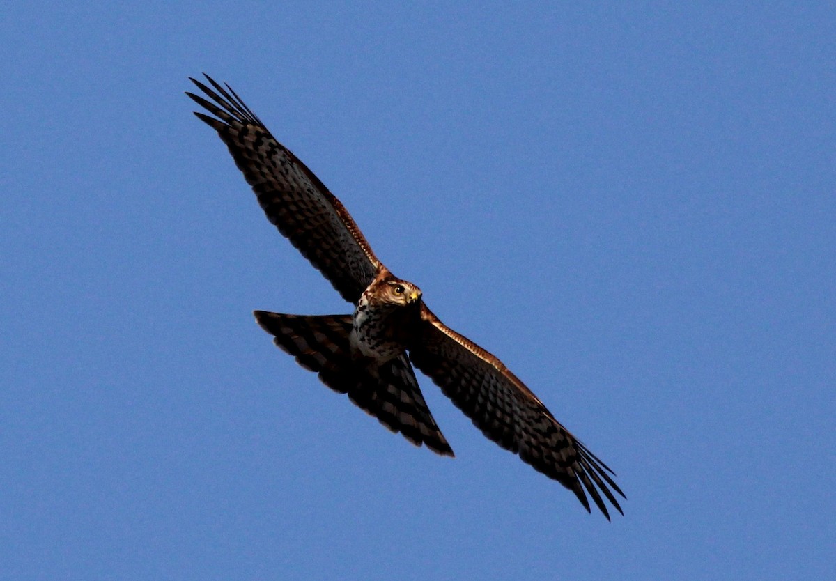 Sharp-shinned Hawk - ML625097972
