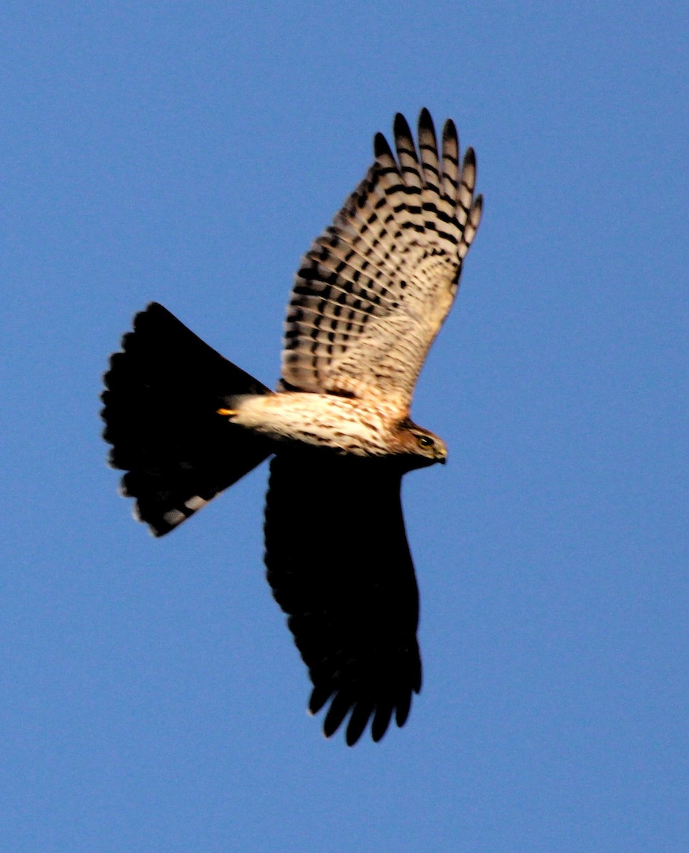 Sharp-shinned Hawk - ML625097973