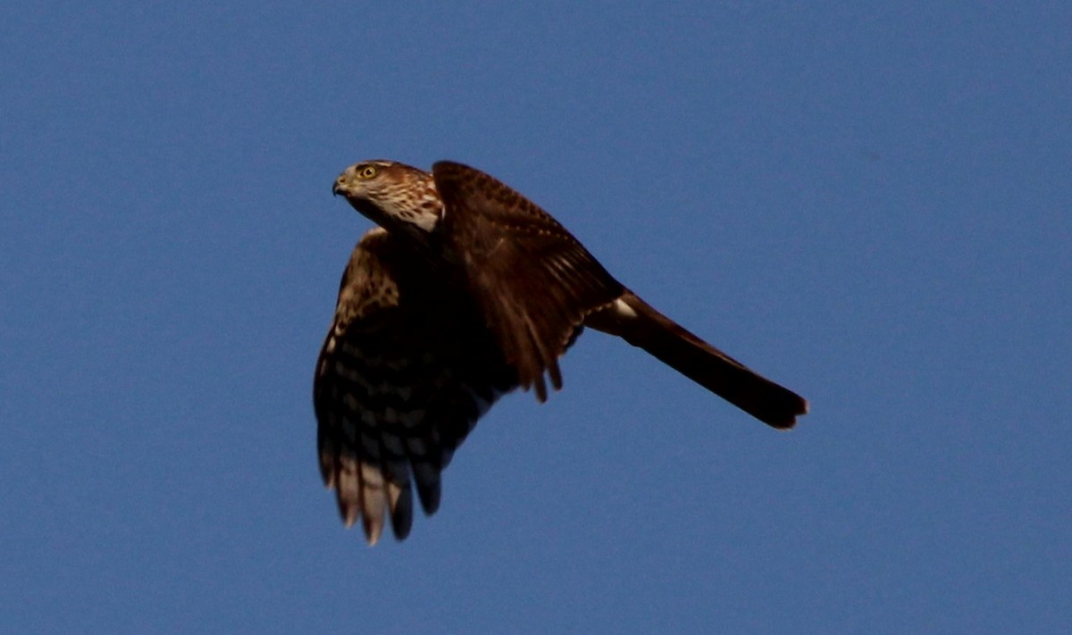 Sharp-shinned Hawk - ML625097974