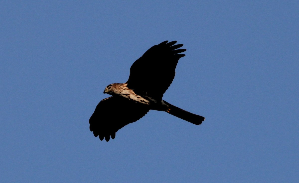 Sharp-shinned Hawk - ML625097975
