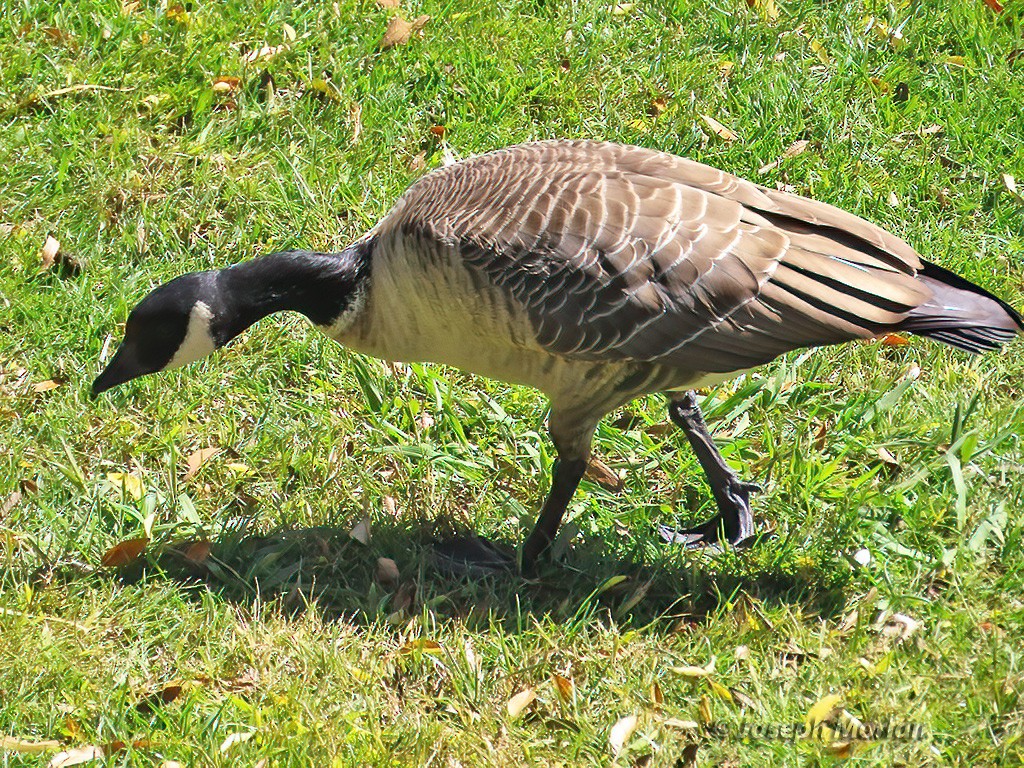 Cackling Goose (Aleutian) - ML625098002