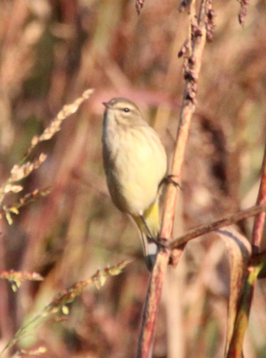 Palm Warbler - ML625098008