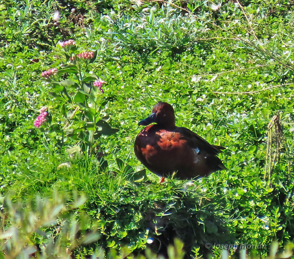 Cinnamon Teal - Joseph Morlan