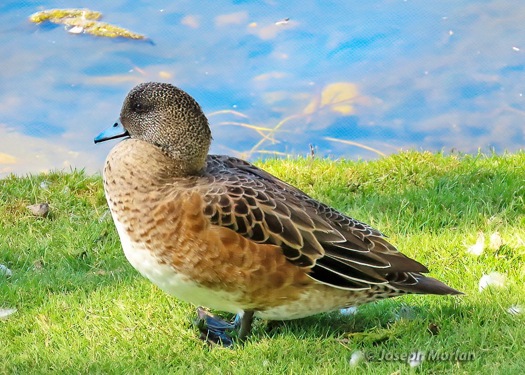 American Wigeon - ML625098021