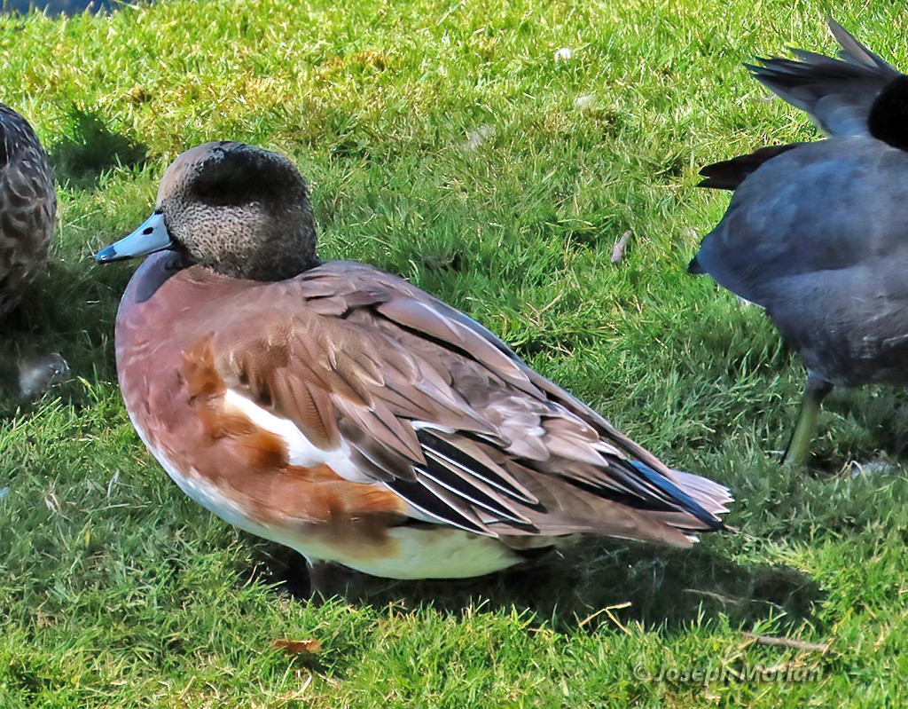 American Wigeon - ML625098022