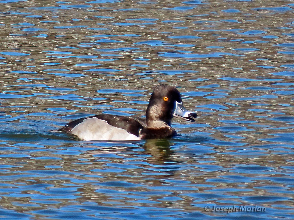 Ring-necked Duck - ML625098038