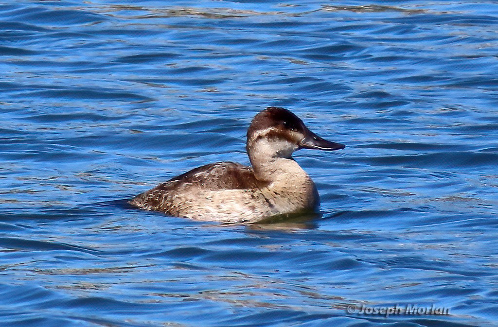 Ruddy Duck - ML625098046