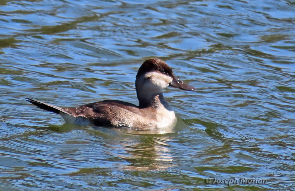 Ruddy Duck - ML625098047