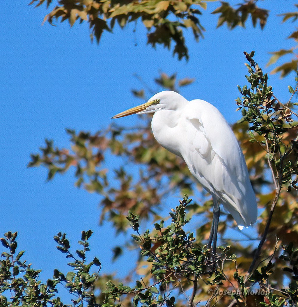 Great Egret - ML625098055