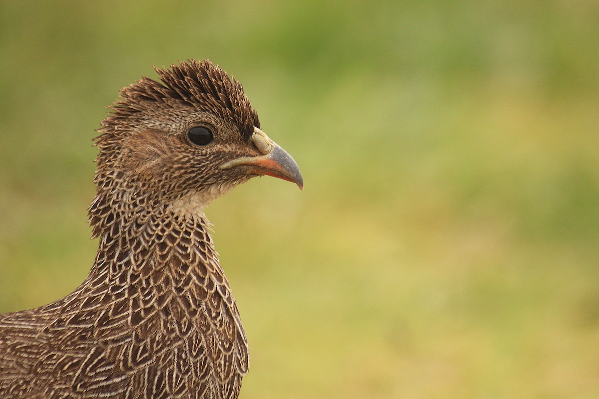 Cape Spurfowl - ML625098061