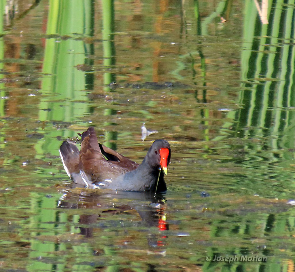 Common Gallinule - ML625098062