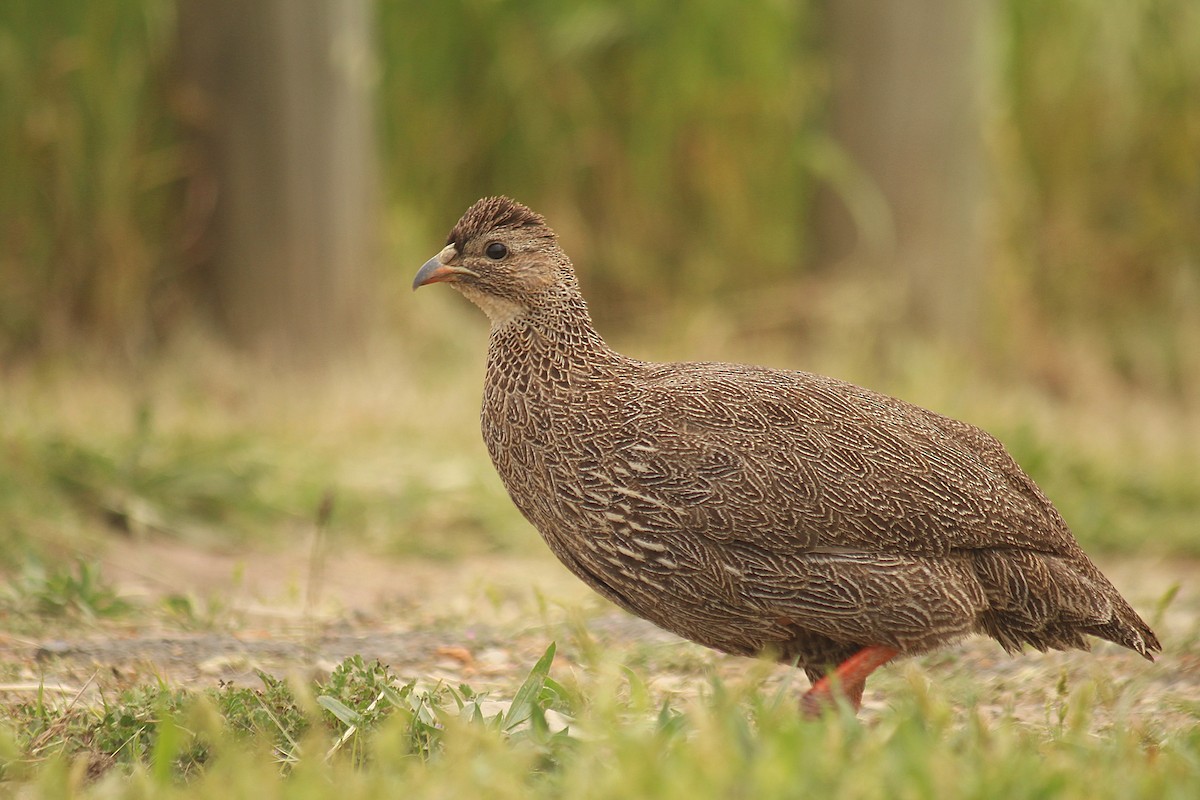 Cape Spurfowl - ML625098063