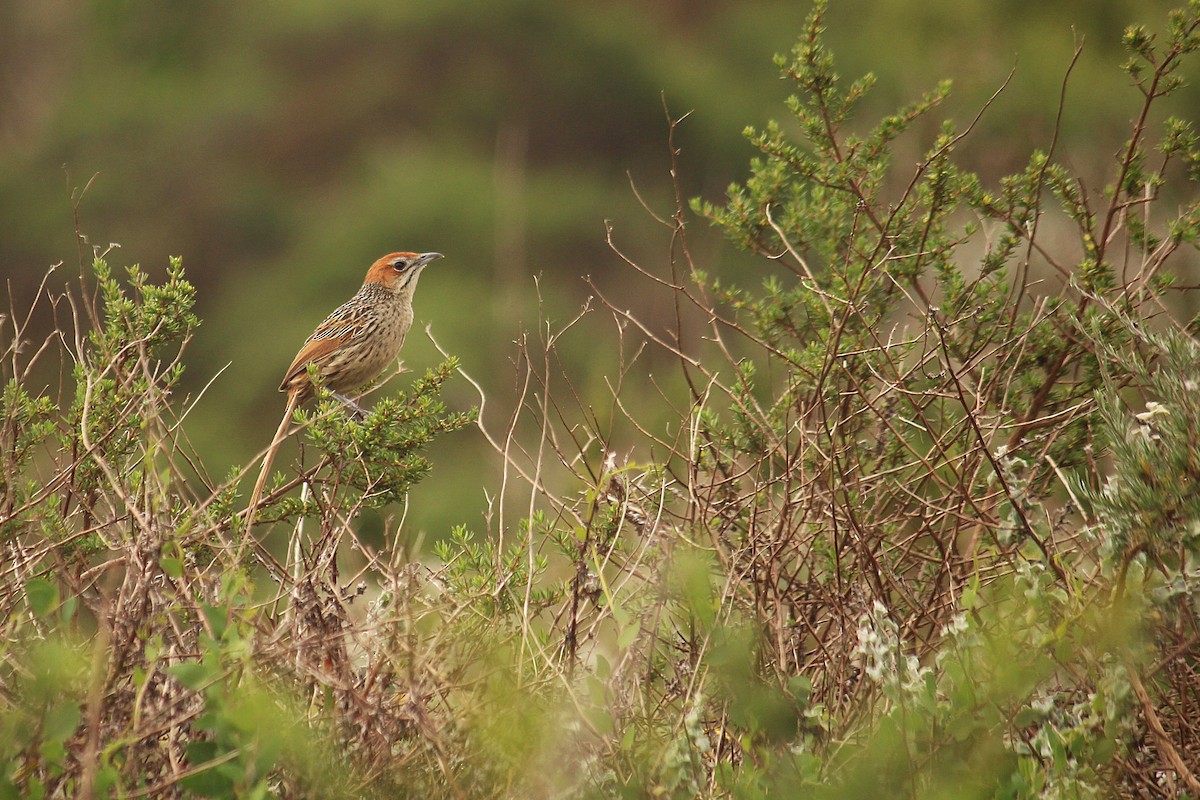 Cape Grassbird - ML625098068