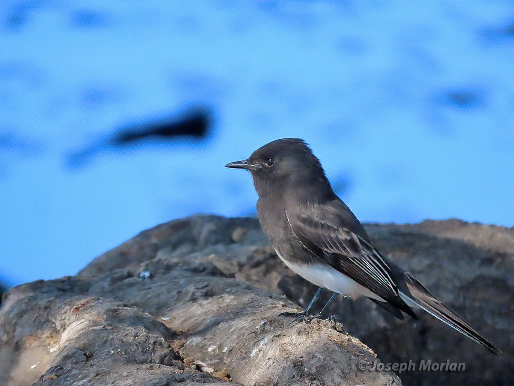 Black Phoebe - ML625098070