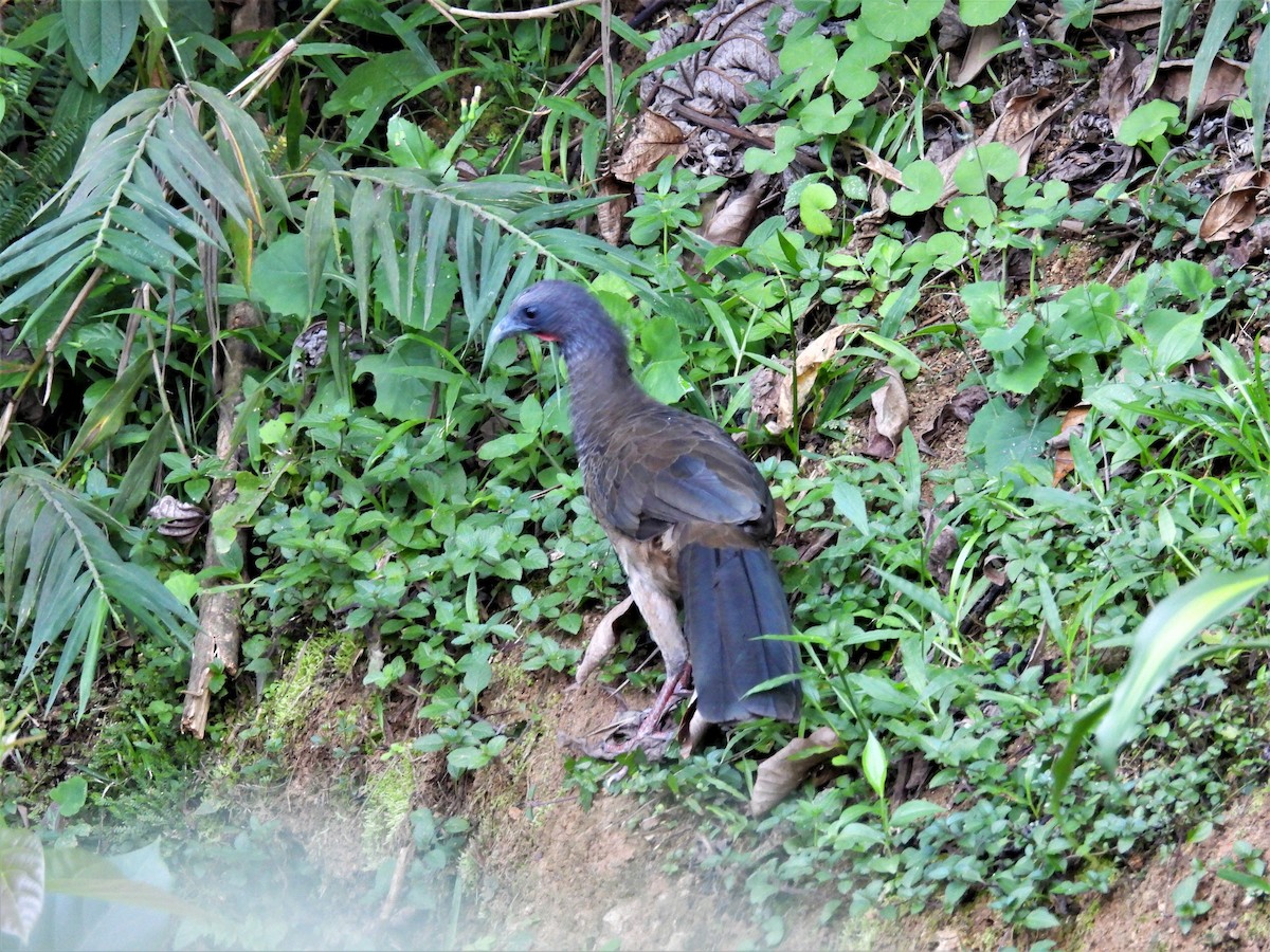 Andean Guan - ML625098116