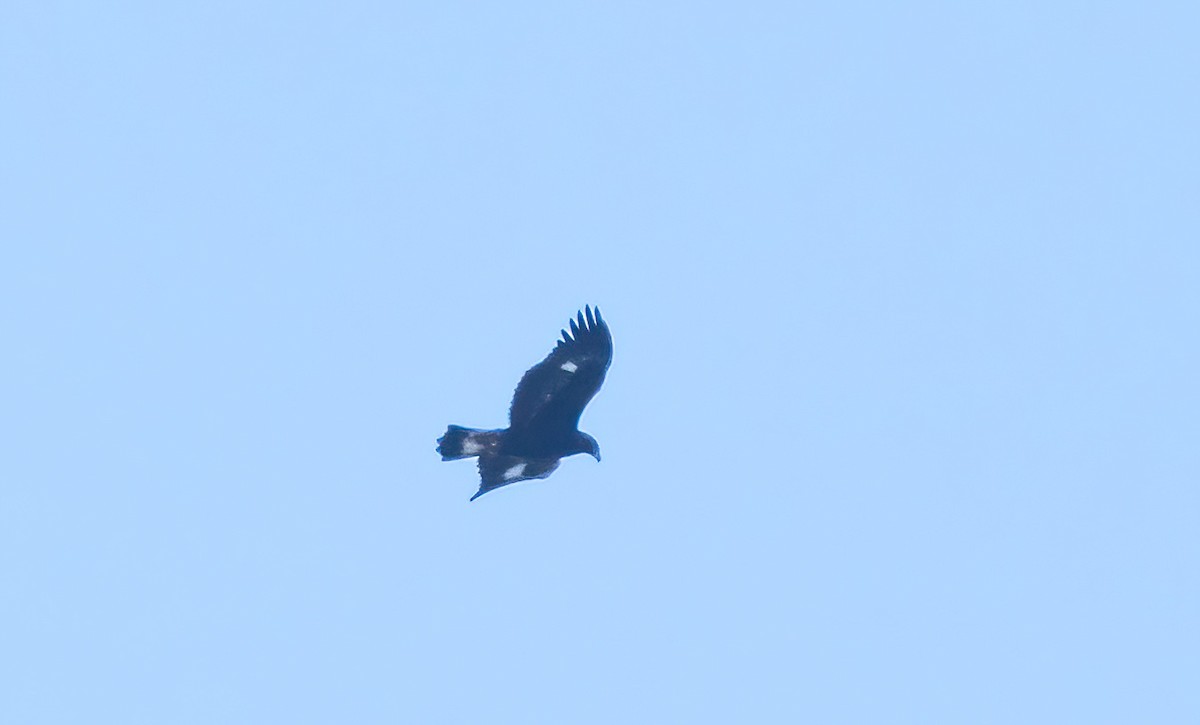 Steinadler - ML625098199