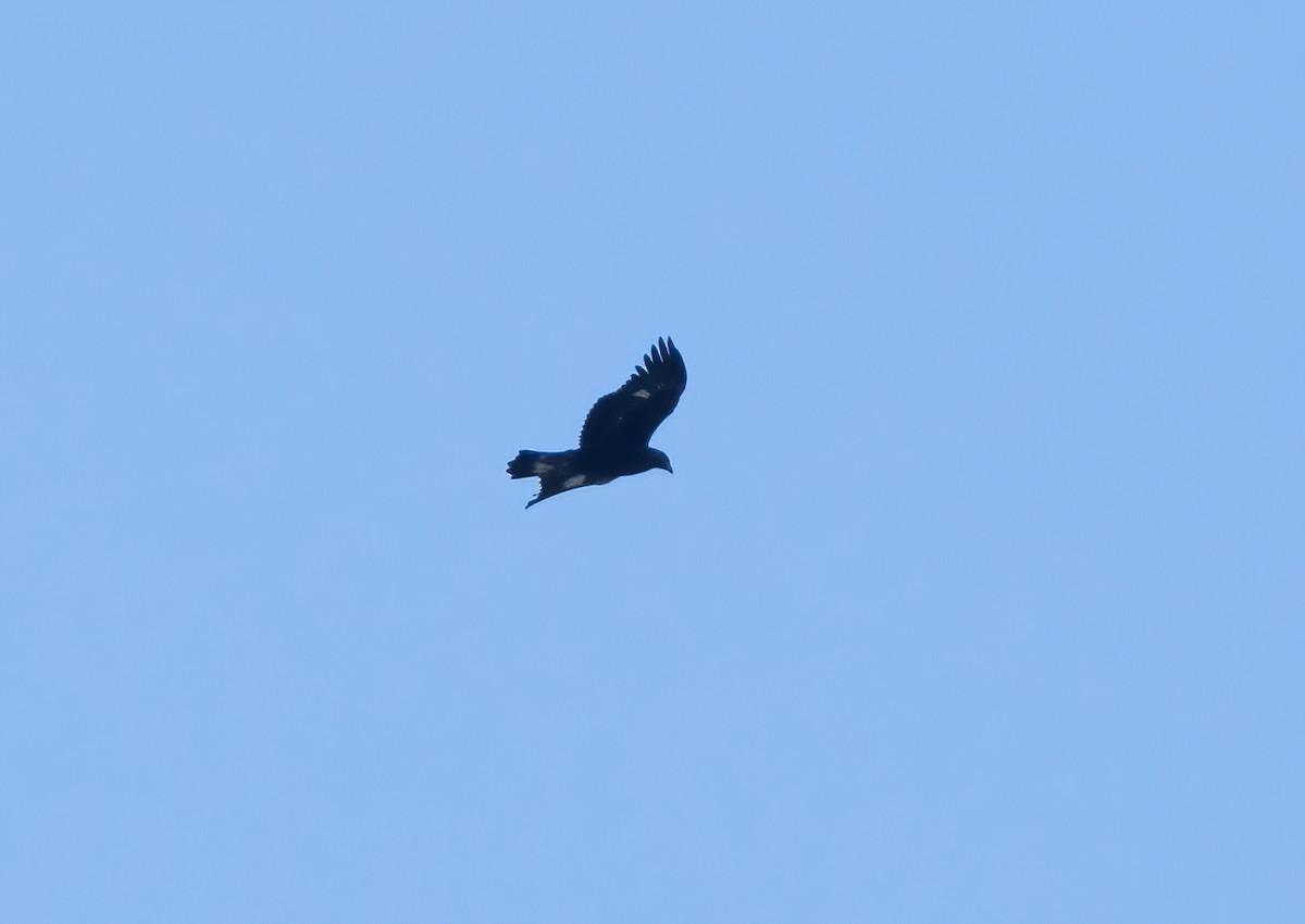 Steinadler - ML625098200