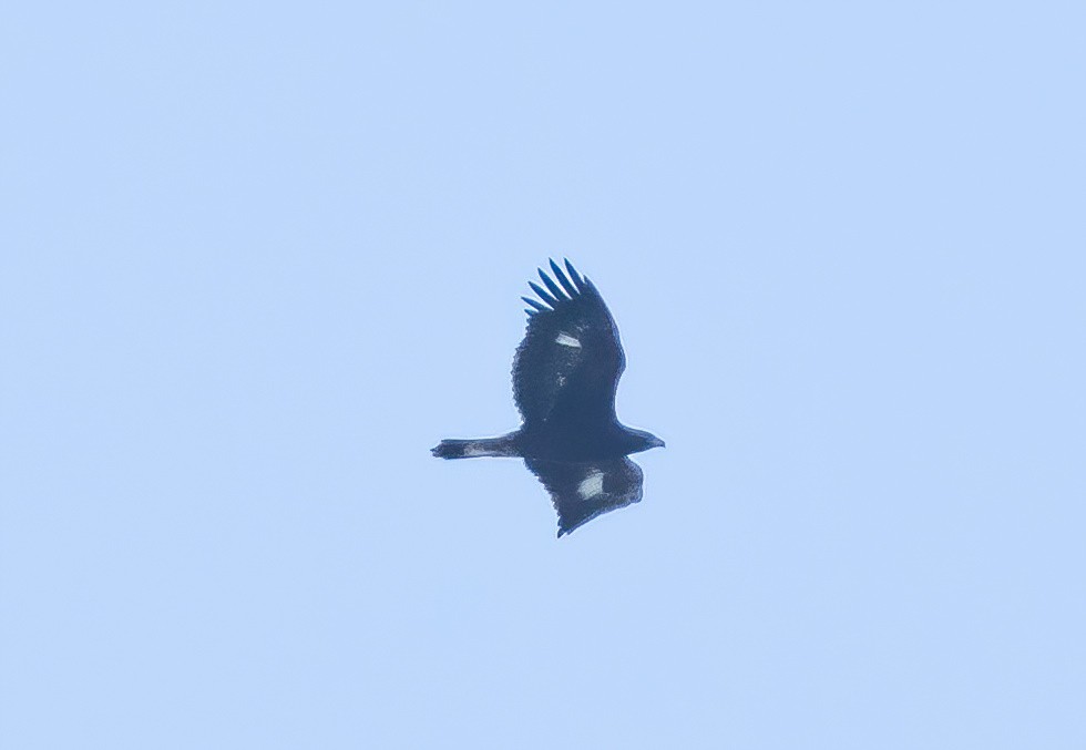 Steinadler - ML625098201