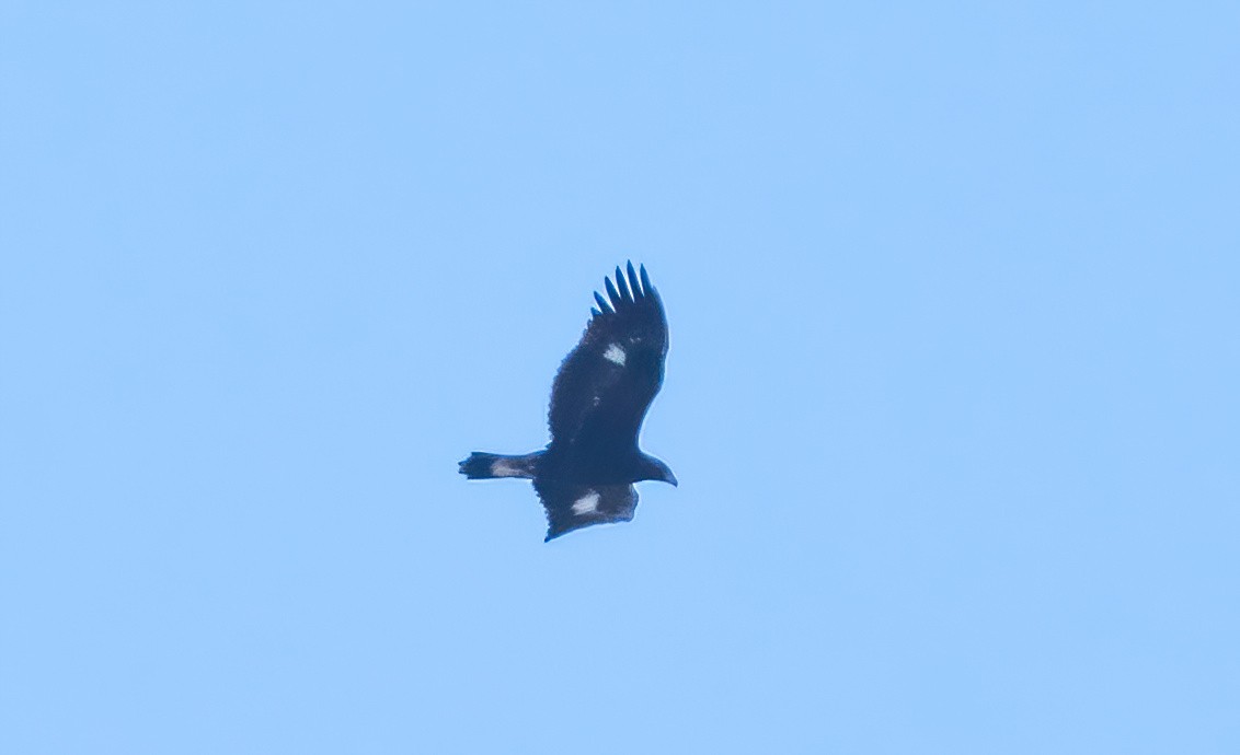 Steinadler - ML625098202