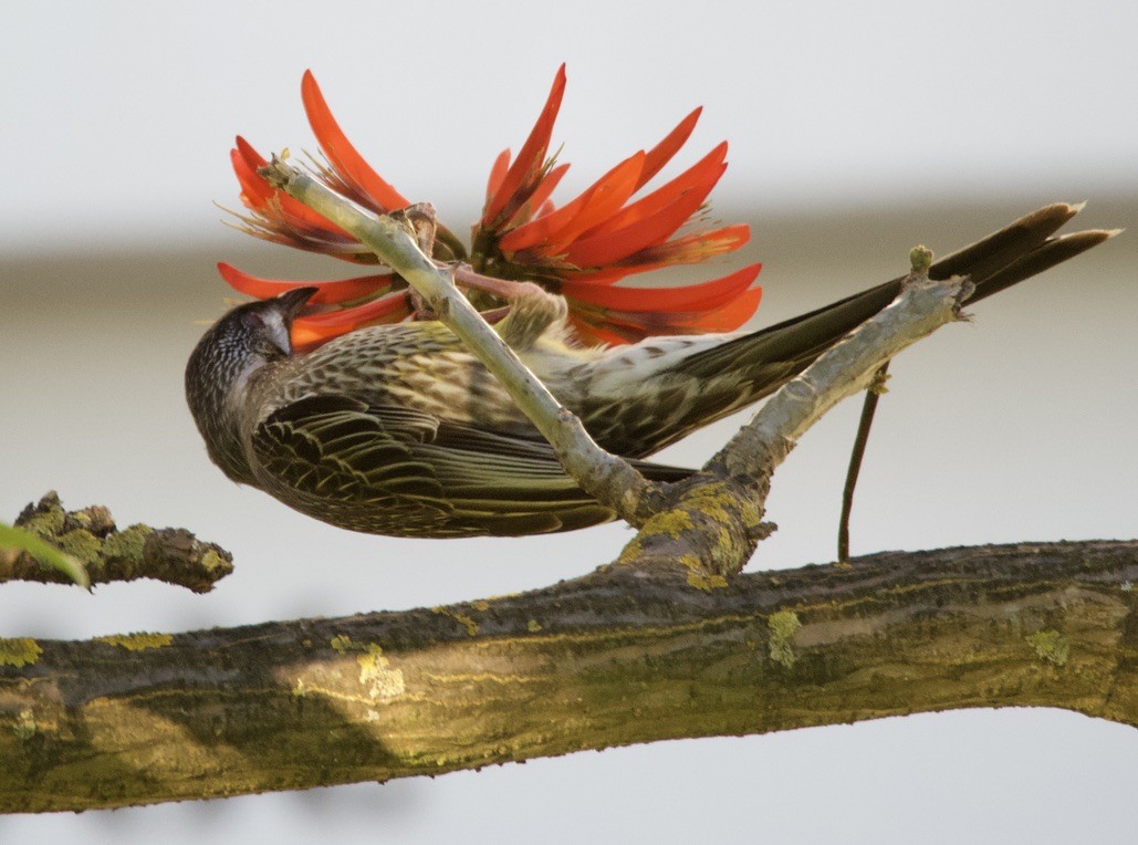 Red Wattlebird - ML625098230