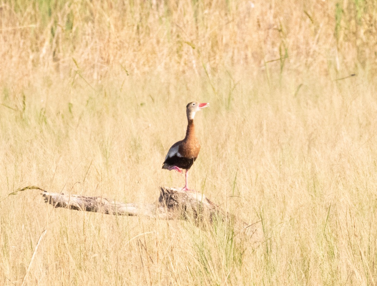 Black-bellied Whistling-Duck - ML625098261