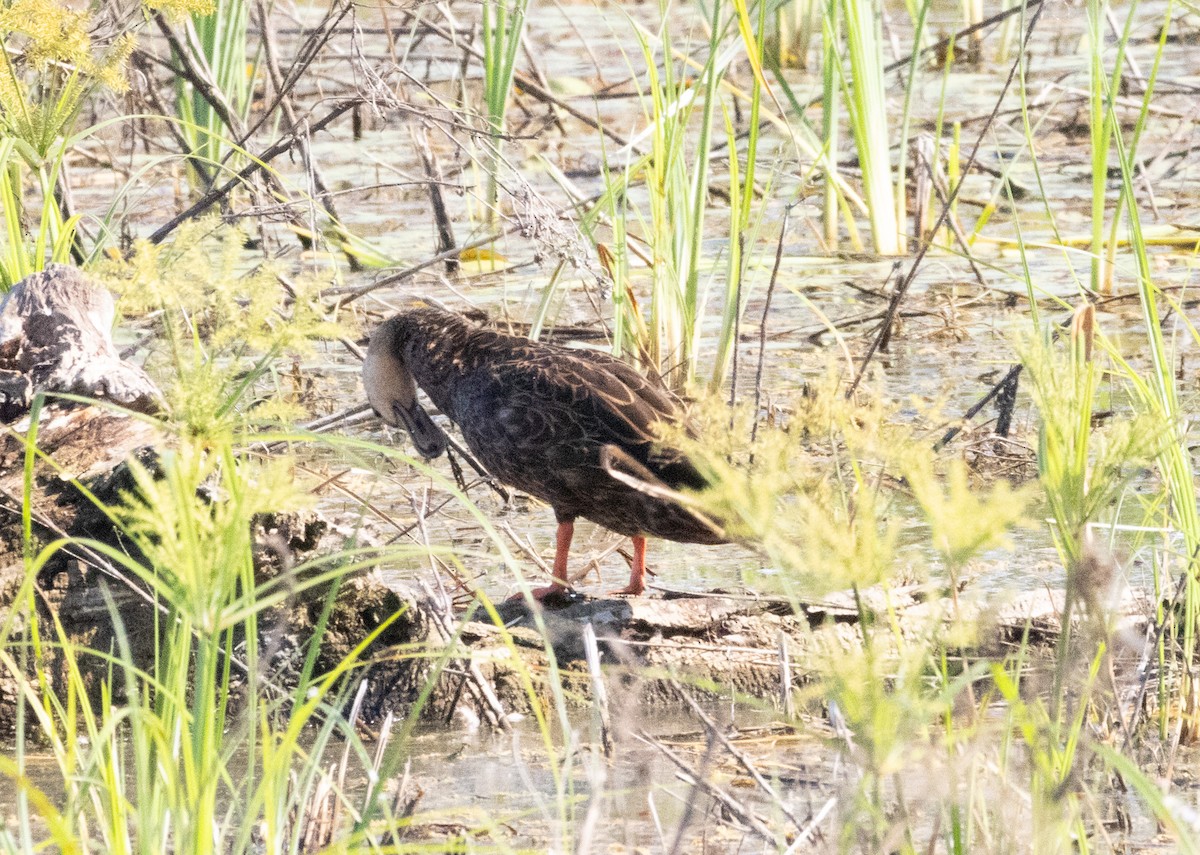 Mottled Duck - ML625098265