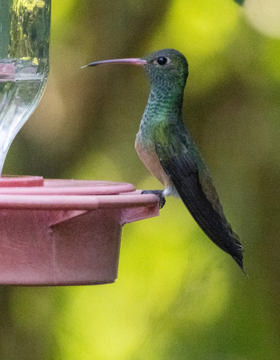 Buff-bellied Hummingbird - ML625098272