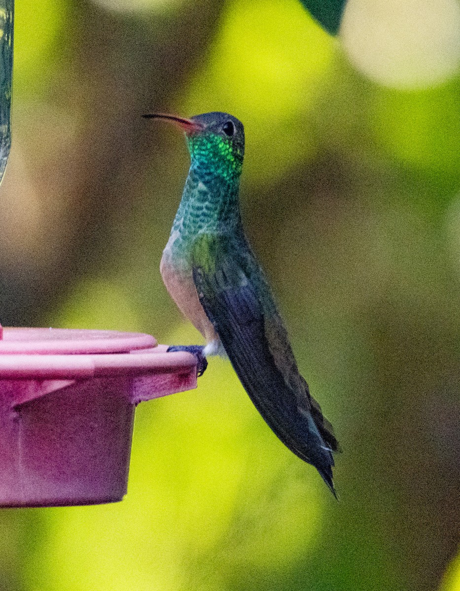 Buff-bellied Hummingbird - ML625098273