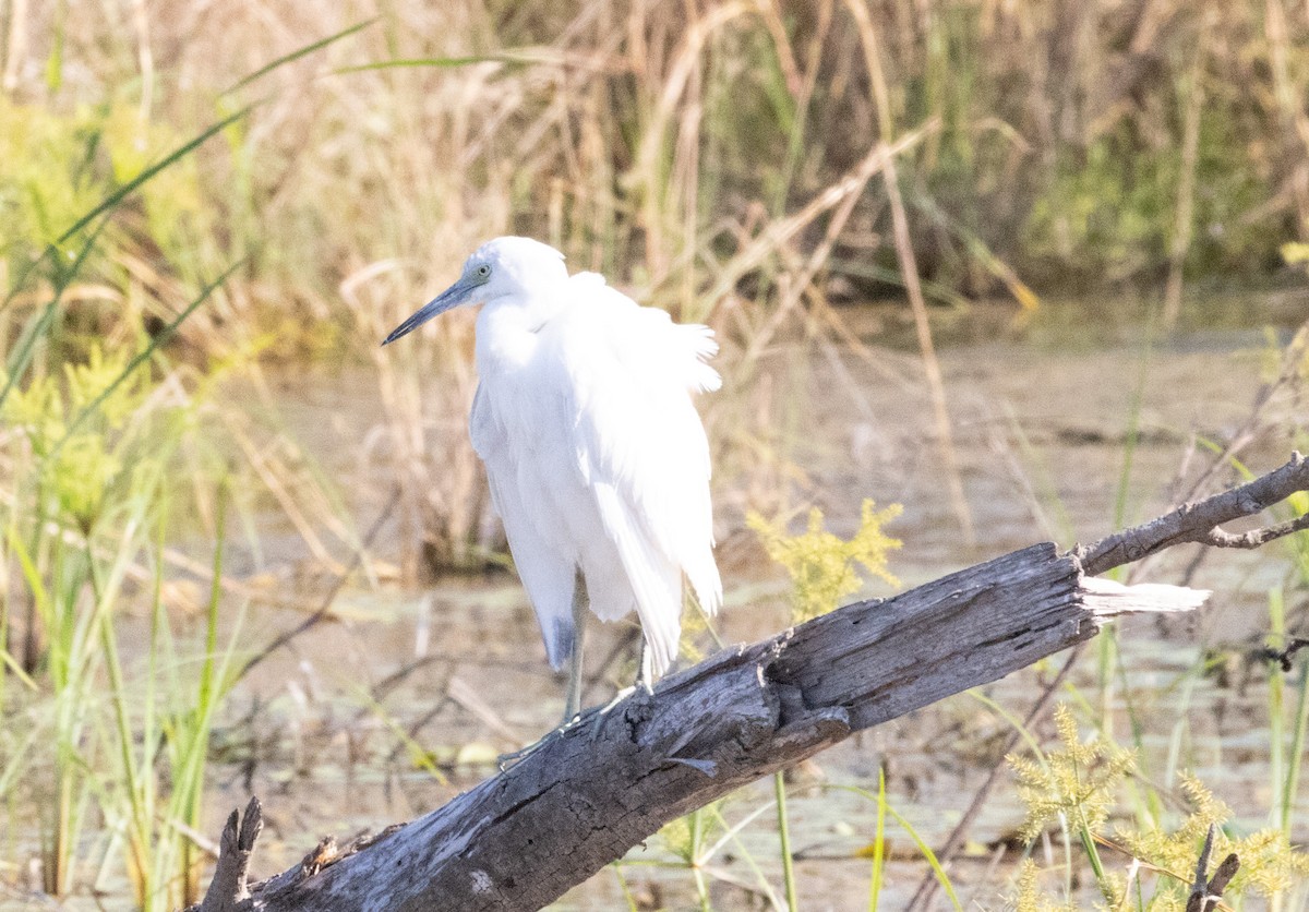 Little Blue Heron - ML625098277