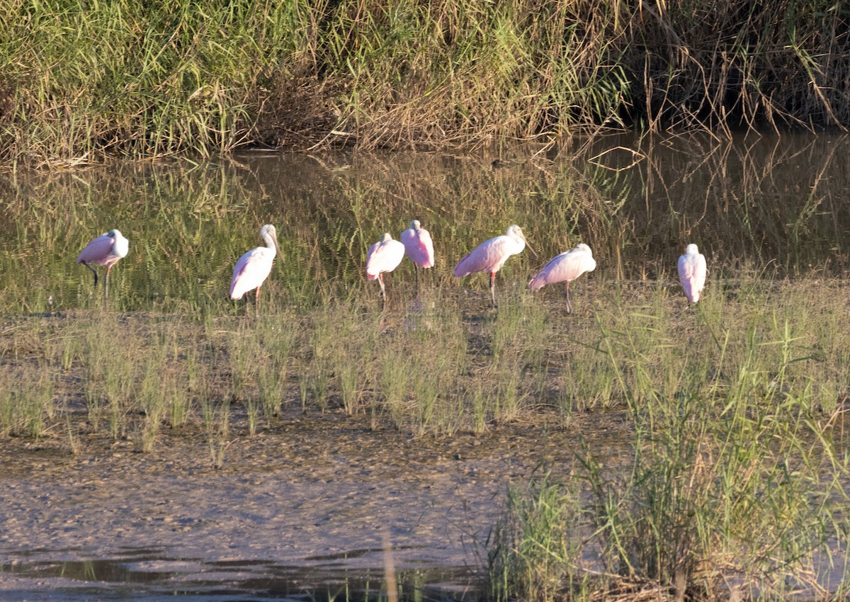 Roseate Spoonbill - ML625098281