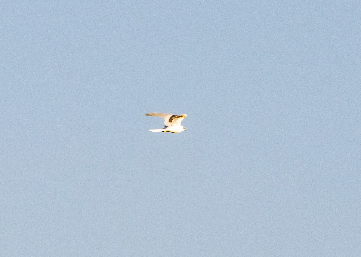 White-tailed Kite - ML625098284