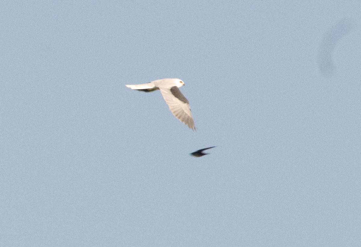 White-tailed Kite - ML625098286