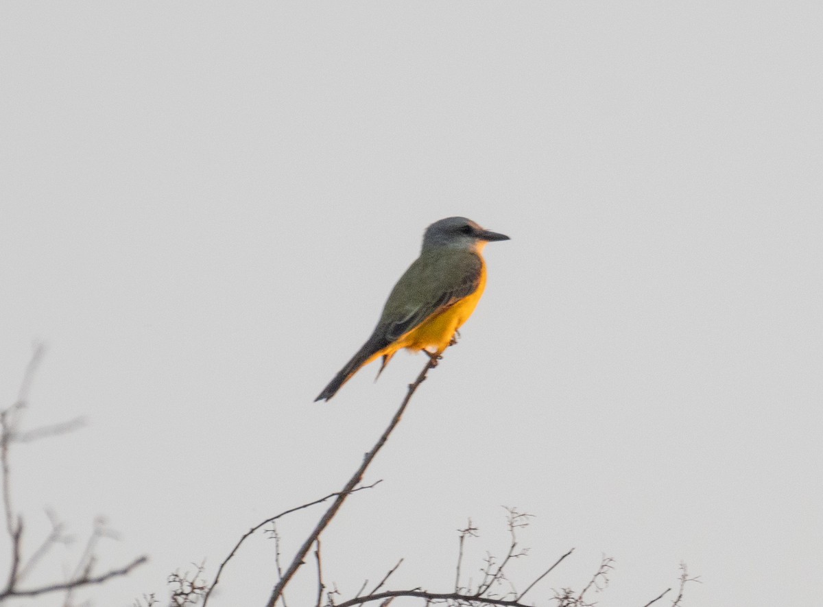 Tropical/Couch's Kingbird - ML625098290