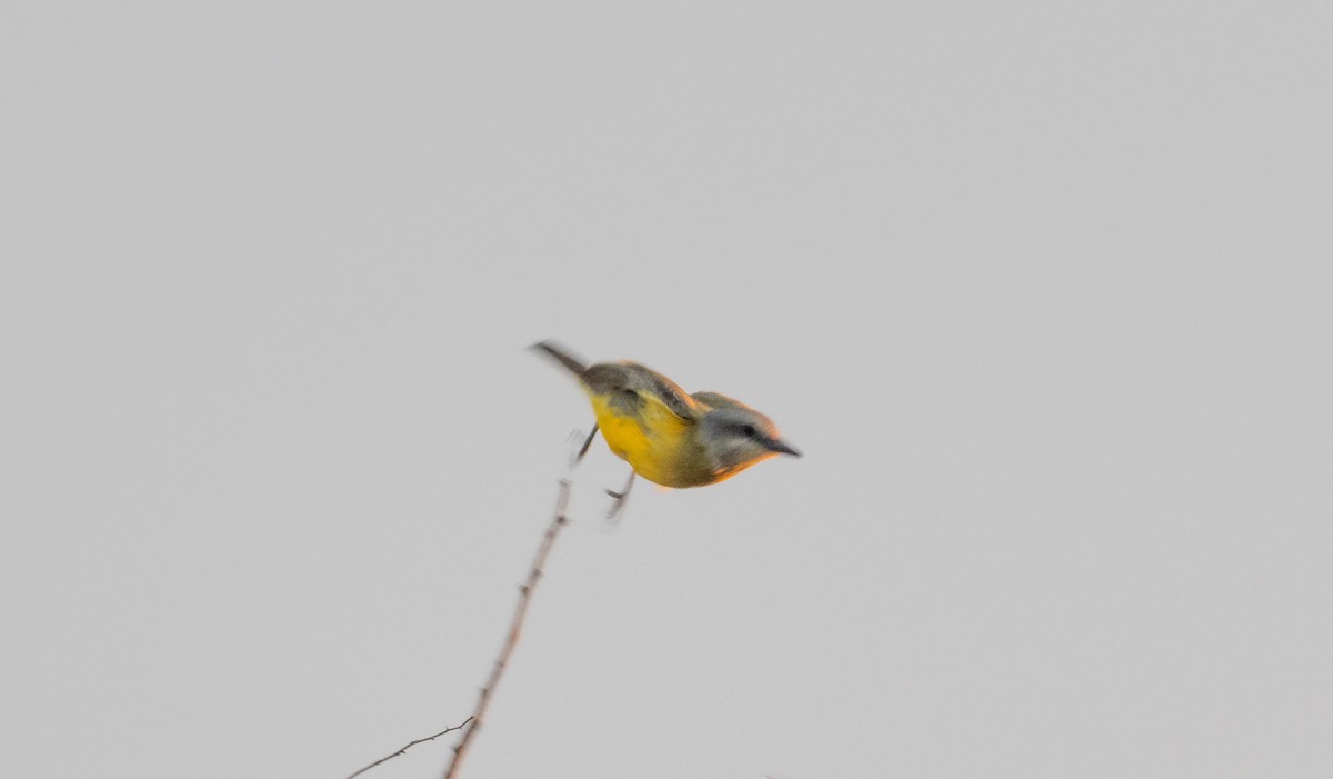 Tropical/Couch's Kingbird - ML625098291