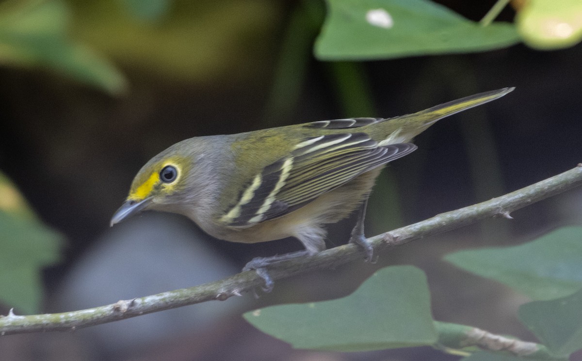 White-eyed Vireo - ML625098292