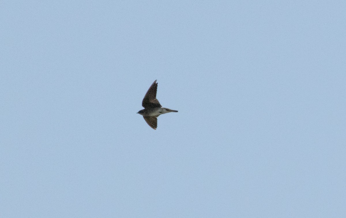 Northern Rough-winged Swallow - ML625098302