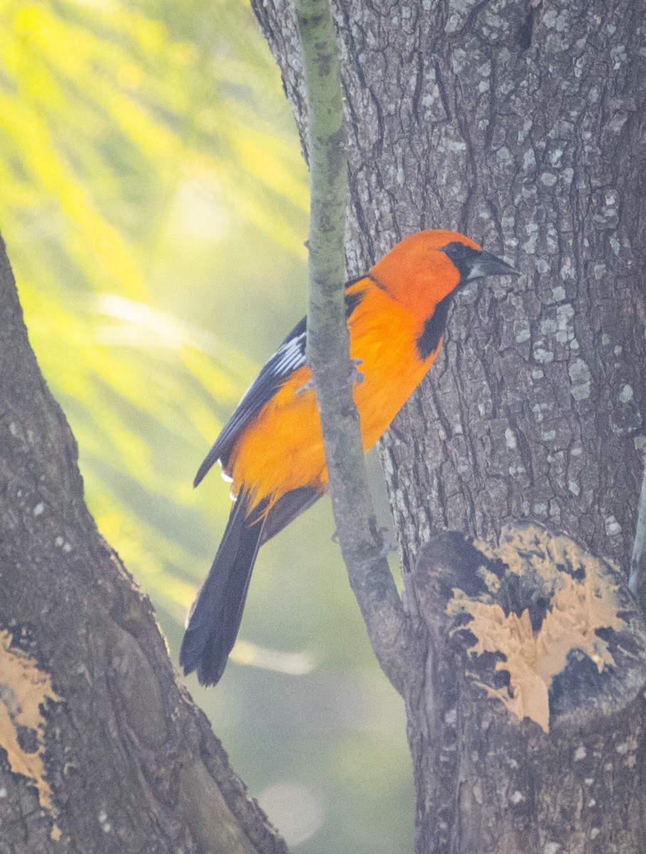 Altamira Oriole - ML625098306