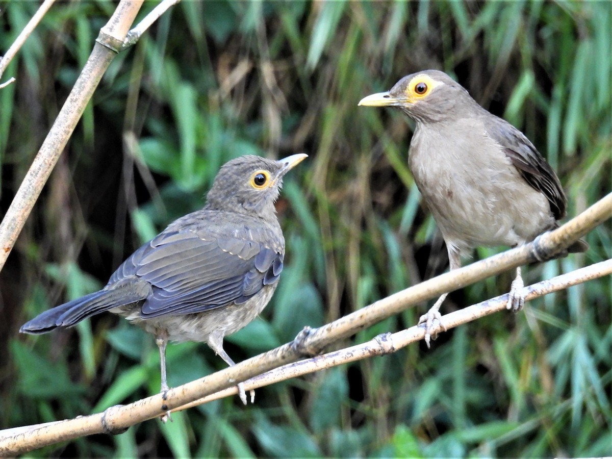 Spectacled Thrush - ML625098318