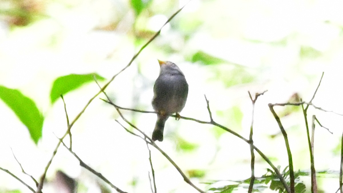 Yellow-footed Flycatcher - ML625098332