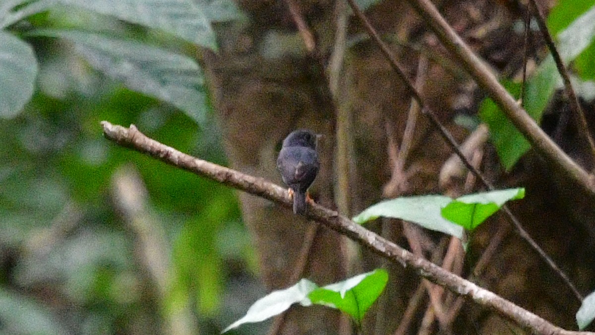 Yellow-footed Flycatcher - ML625098333