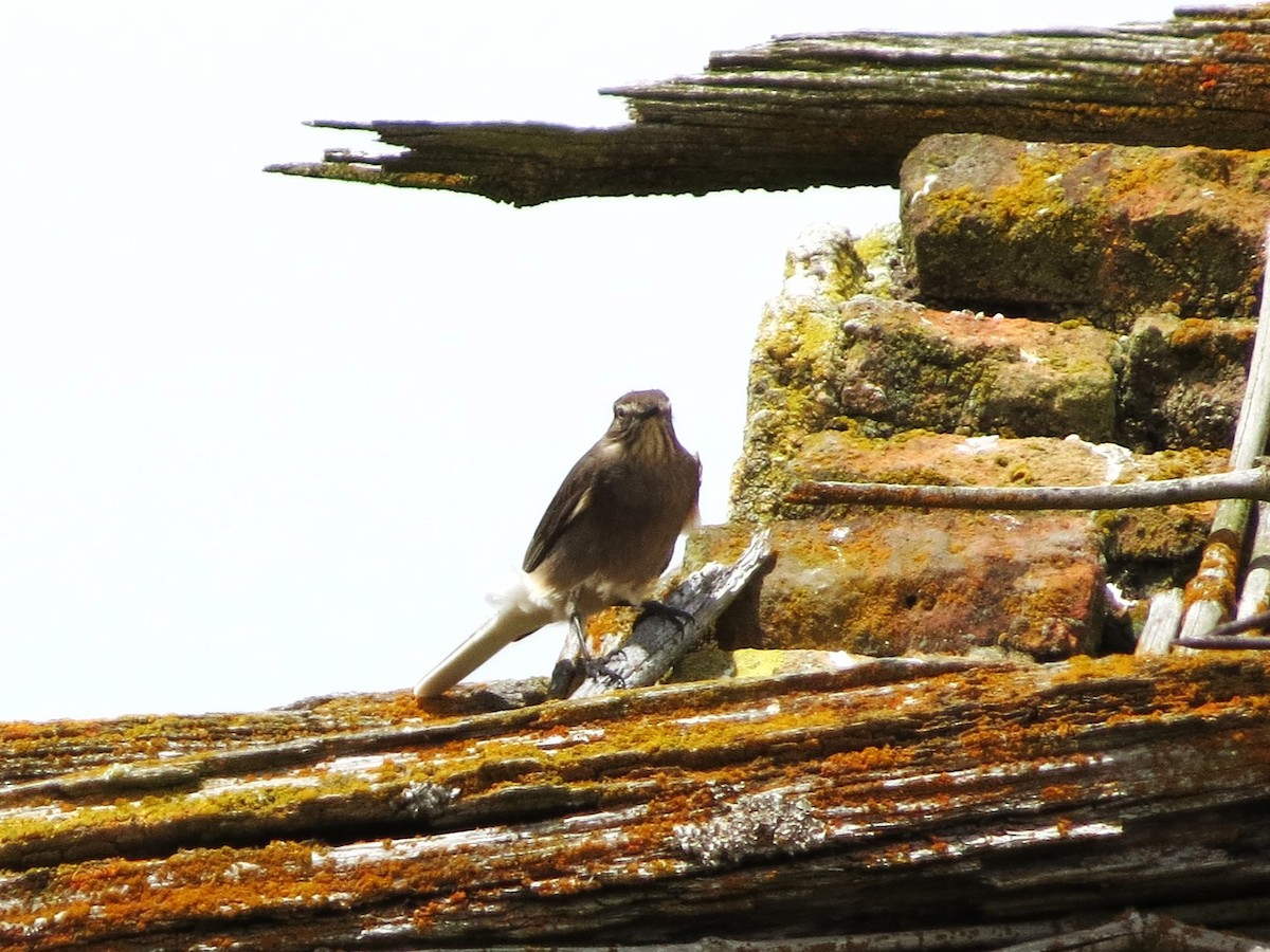 Black-billed Shrike-Tyrant - ML625098430