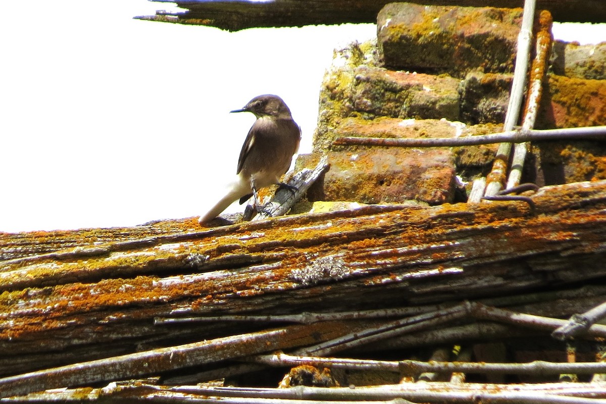 Black-billed Shrike-Tyrant - ML625098450