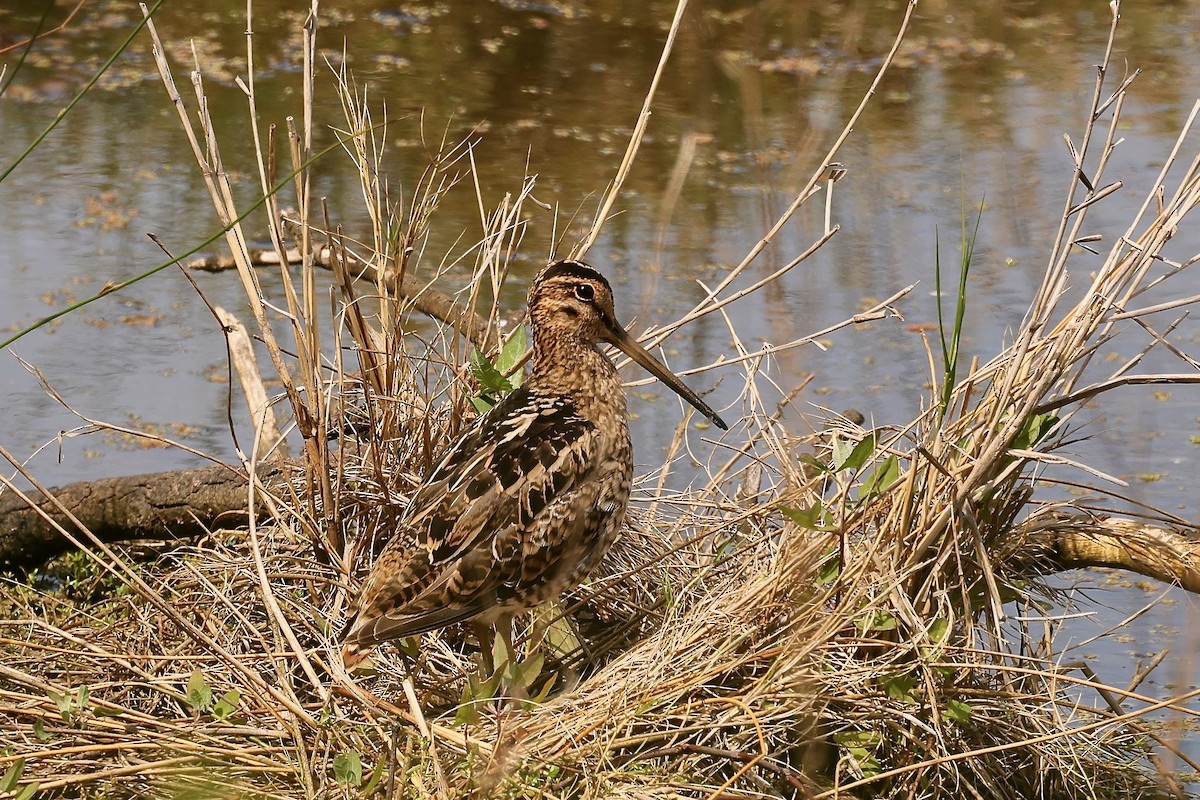 Latham's Snipe - ML625098563