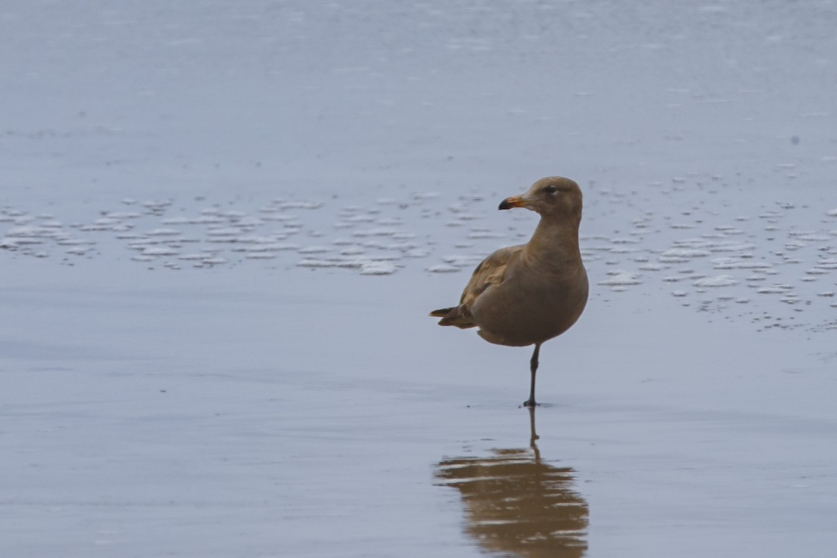 Heermann's Gull - ML625098905