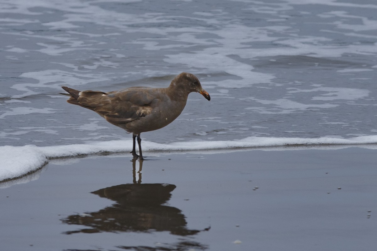 Heermann's Gull - ML625098906