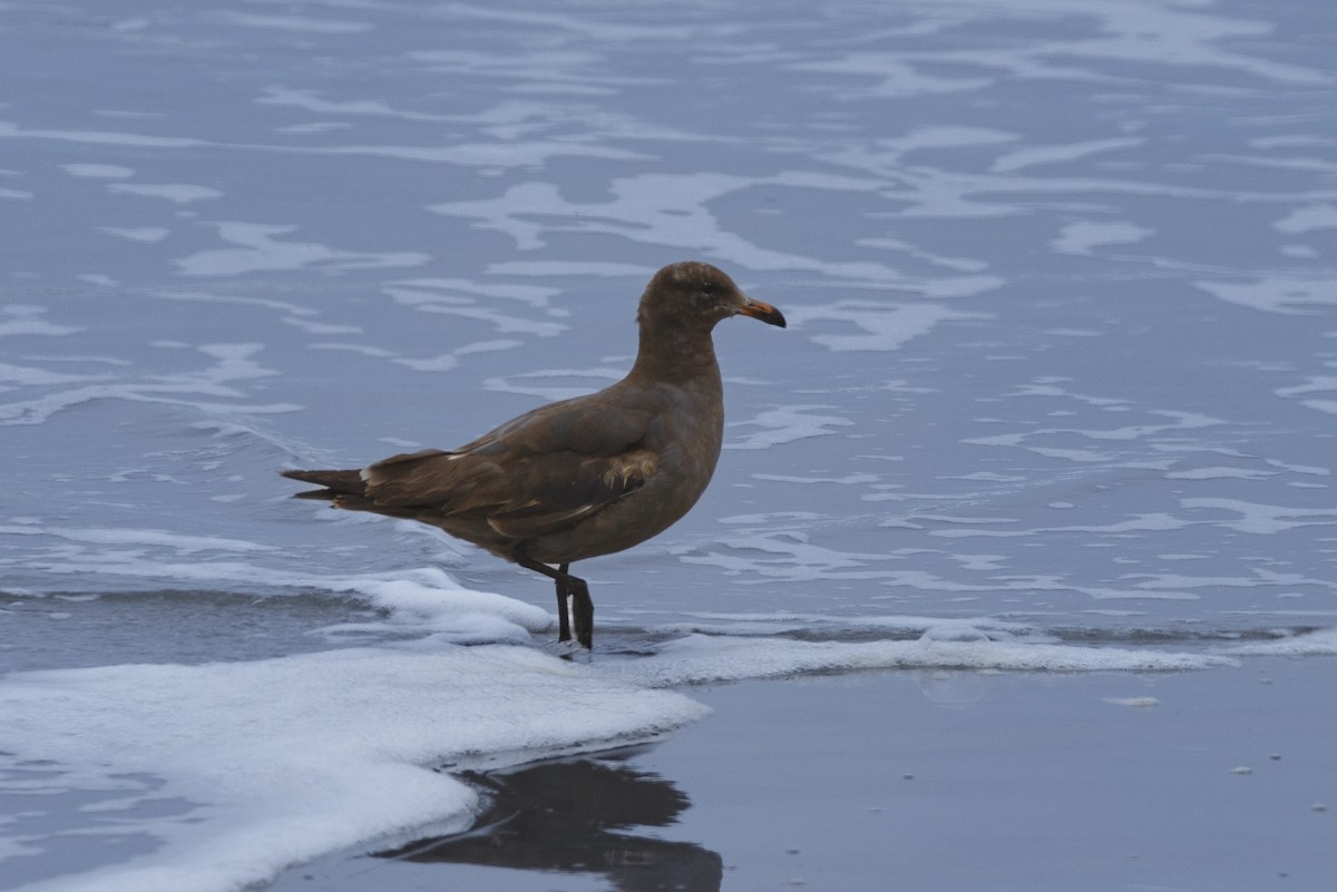 Heermann's Gull - ML625098907